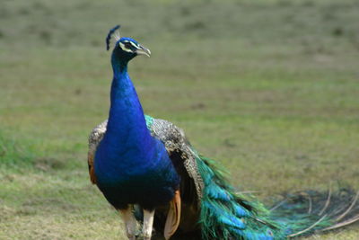 Close-up of peacock on field