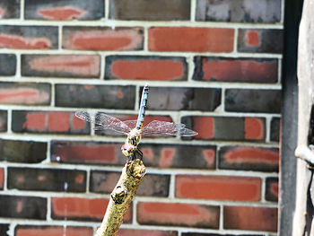 Close-up of brick wall