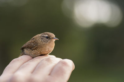 Close-up of hand holding bird