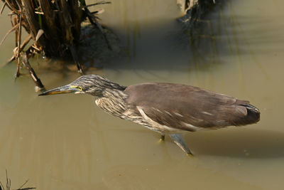 Close-up of bird perching on a lake