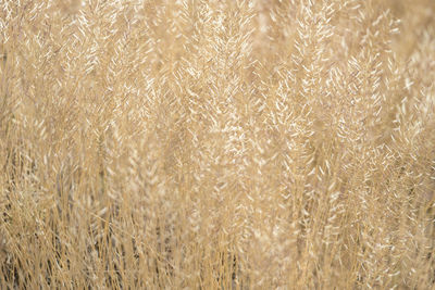 Full frame shot of wheat