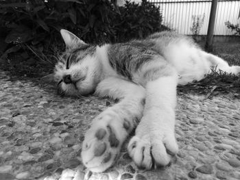 Close-up of cat sleeping