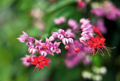 Close-up of pink flowering plant