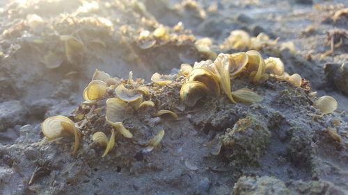 Close-up of crab on rock