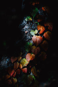 Close-up of dry leaves on tree