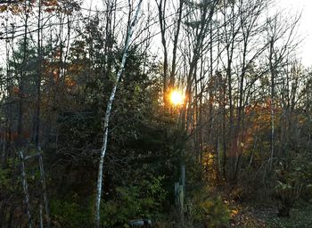 Sun shining through trees