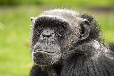 Close-up portrait of a monkey