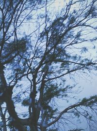 Low angle view of bare trees against sky