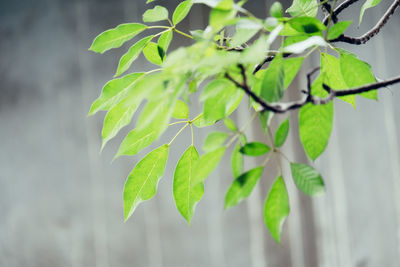 Close-up of green leaves