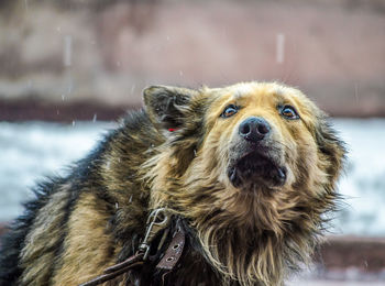 Close-up of dog on snow