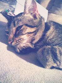 Close-up of a cat resting at home