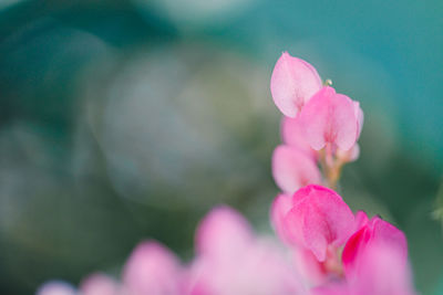 Close-up of pink rose flower