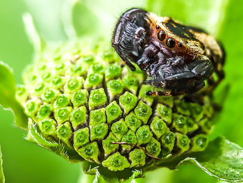 Close-up of insect on leaf