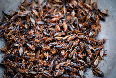 Roasted crickets on the pan folk food in thailand