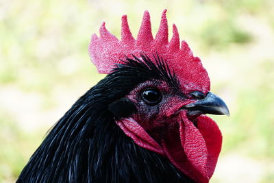 Close-up of rooster