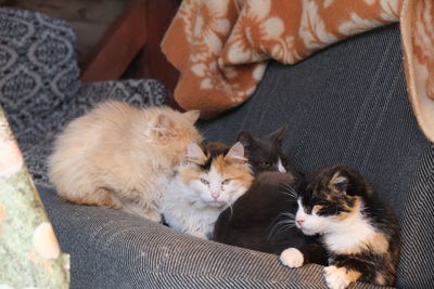 High angle view of cats relaxing