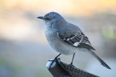 Close-up of bird perching on metal