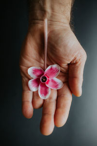 Close-up of hand holding flower against black background