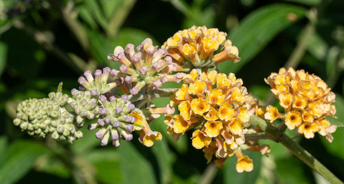 Close-up of yellow flowering plant