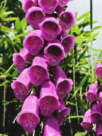 Close-up of pink flowering plant