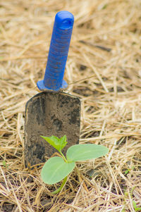 High angle view of plant on field