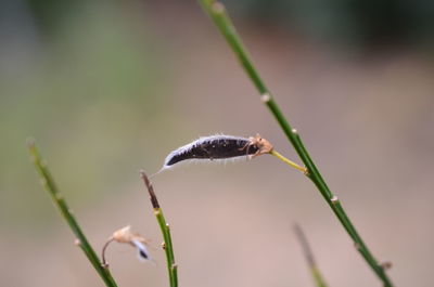Close-up of flower on plant