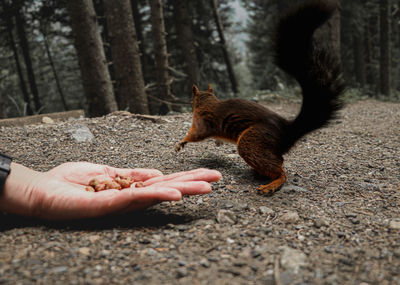 Hand holding a cat