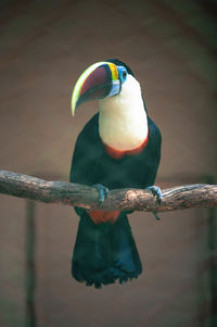 Close-up of bird perching on branch