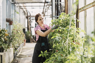 Female gardener checking plants in greenhouse