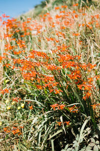 Close-up of orange flowering plants on field