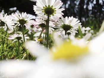 Close-up of flowers blooming outdoors