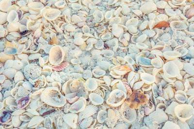 High angle view of seashells at beach