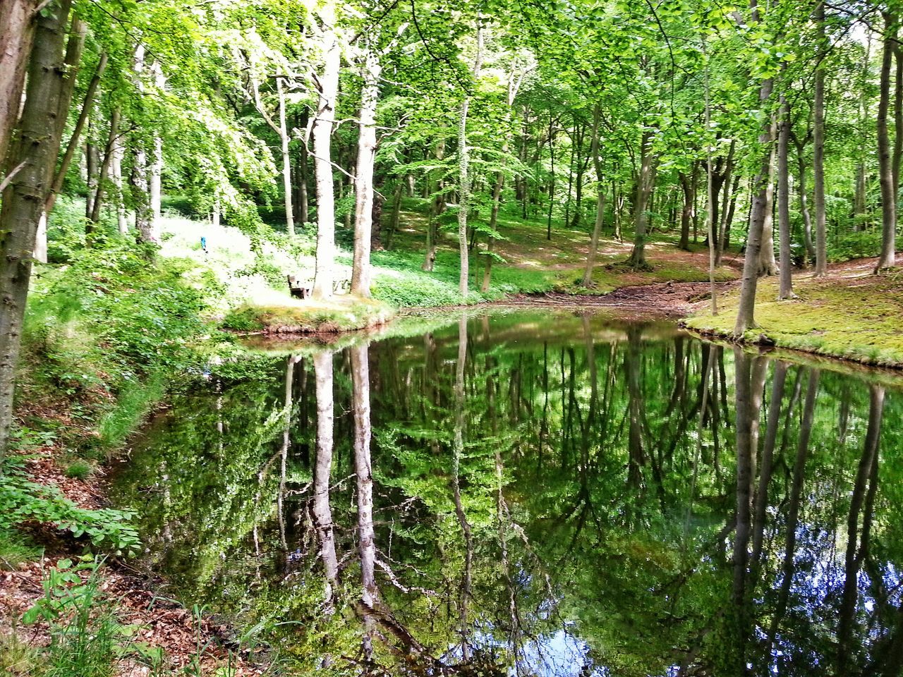 tree, water, forest, tranquility, tranquil scene, growth, reflection, tree trunk, nature, beauty in nature, scenics, green color, branch, lake, woodland, plant, idyllic, river, waterfront, non-urban scene