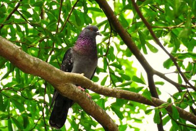Low angle view of bird perching on tree