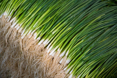 Full frame shot of palm tree