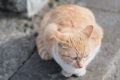 High angle view of cat sitting outdoors