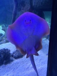 Close-up of jellyfish in water