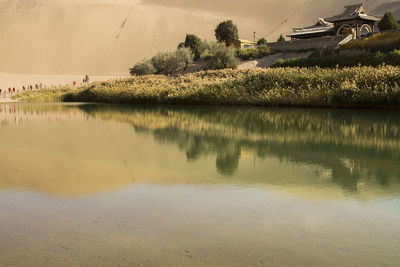 Reflection of plants in lake