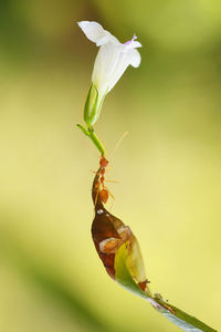 Close-up of insect on flower