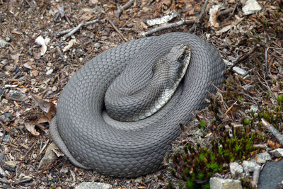 High angle view of coiled snake on field