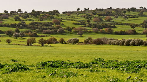 Scenic view of agricultural field against sky