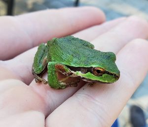 Close-up of hand holding leaf