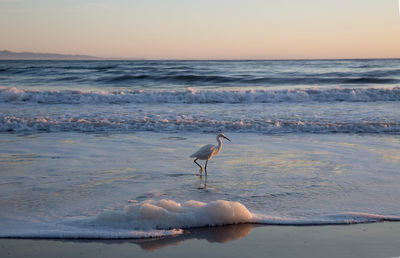 Seagull on beach