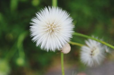 Close-up of white dandelion flower