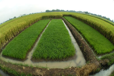 Scenic view of corn field against sky