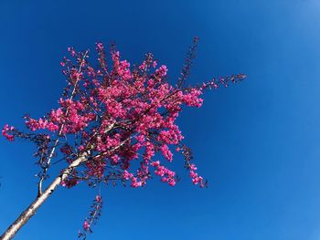 Low angle view of pink cherry blossom against blue sky