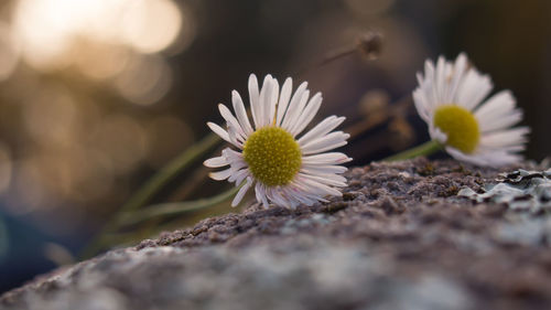 Close-up of white daisy on rock