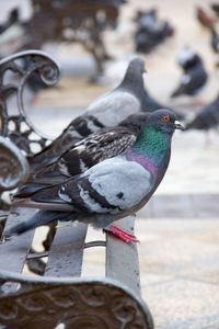 Side view of pigeons perching on bench at footpath