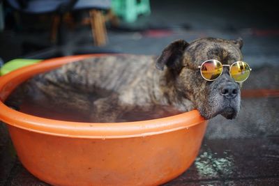 Close-up of dog sitting in bucket