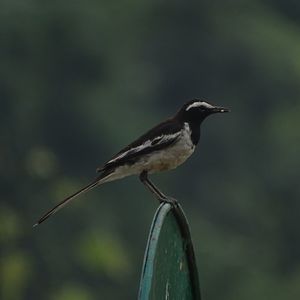 Close-up of bird perching outdoors